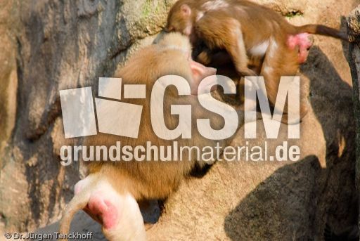 Mantelpavian (13 von 16).jpg